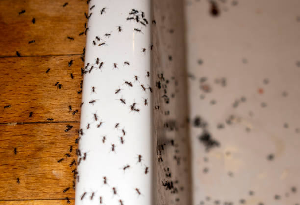 Meadview, AZ Pest Control Company